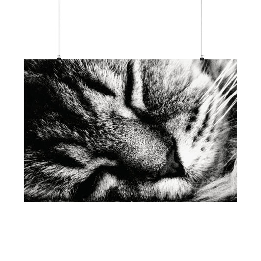 Sleeping Cat Closeup Frohmader Photography Poster