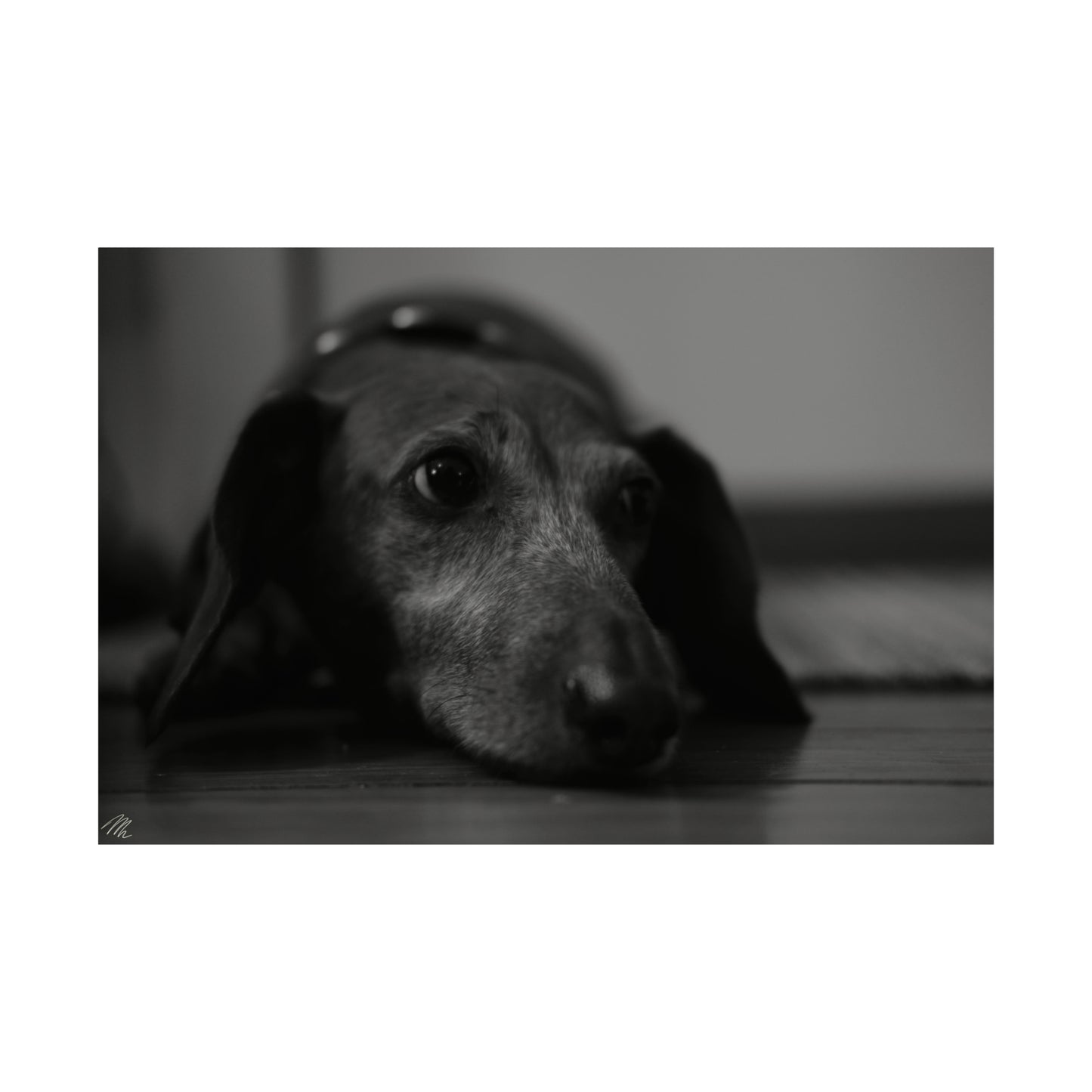 Black/White Dachshund Frohmader Photography Poster