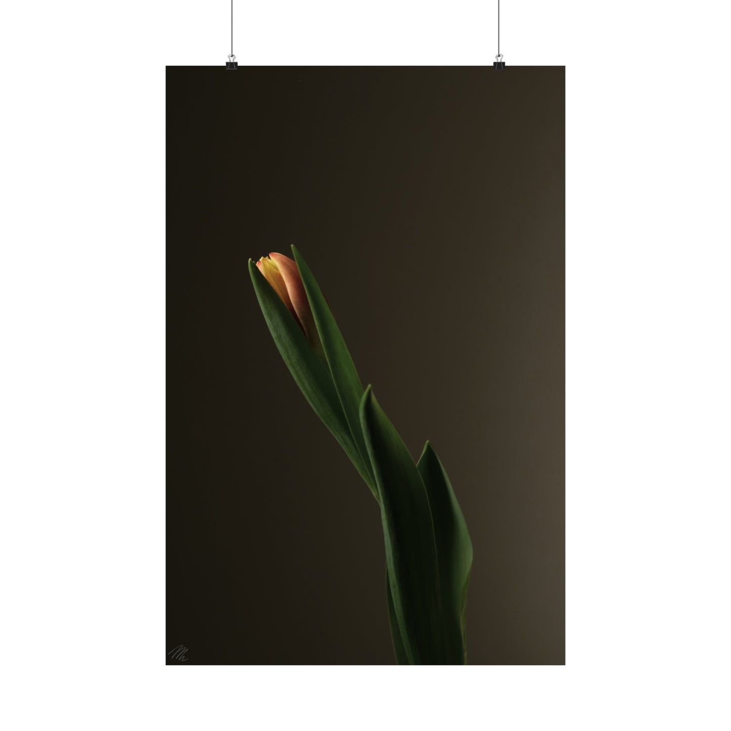 Tulip Bulb Frohmader Photography Poster