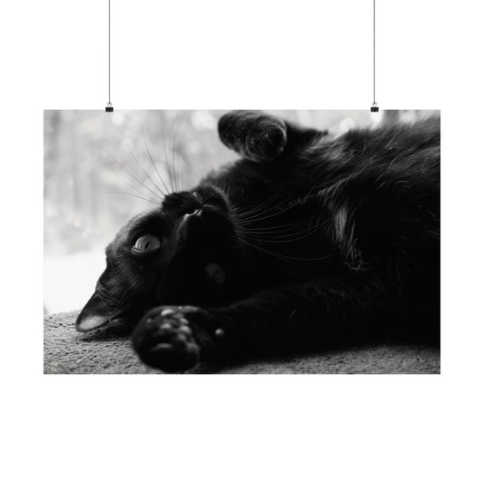 Black Cat Frohmader Photography Poster