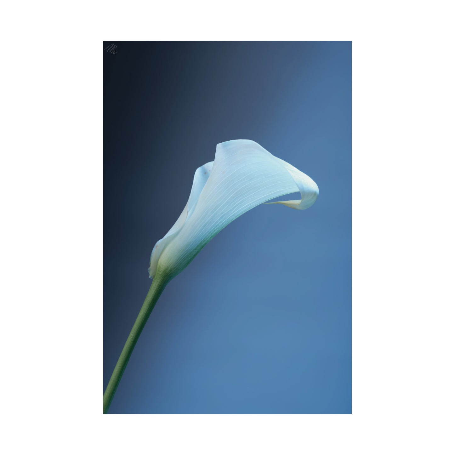 White Calla Lily Frohmader Photography Poster