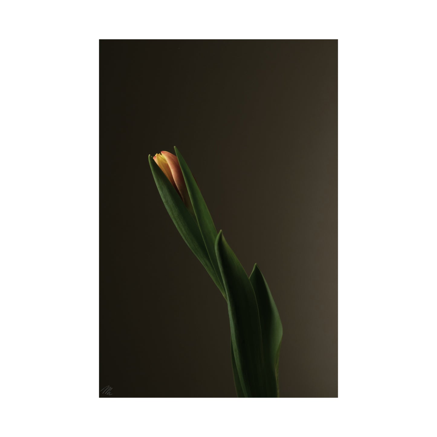 Tulip Bulb Frohmader Photography Poster