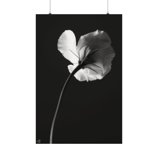 Black White Flower Frohmader Photography Poster