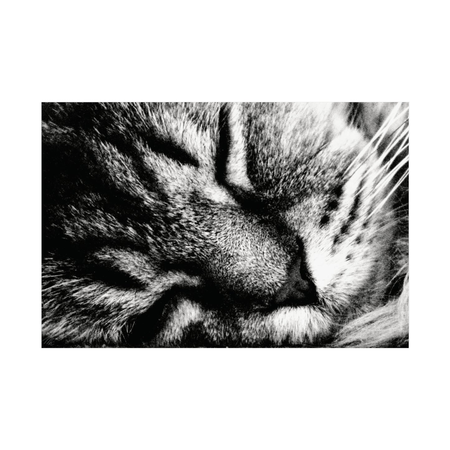 Sleeping Cat Closeup Frohmader Photography Poster